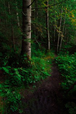 Yosun ve bitkinin doyurucu yeşil renginde yerel manzara dikey fotoğrafçılığı