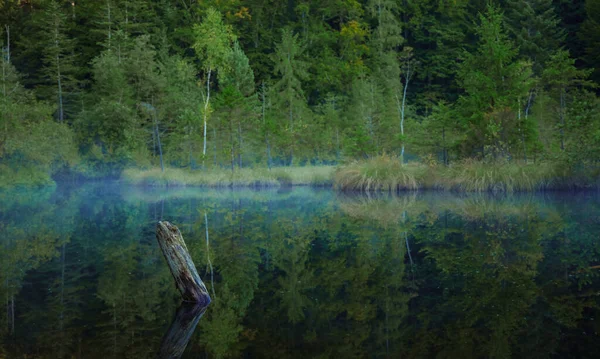 静谧湖水水面上的雾气弥漫在森林大气中 野外景观环境空间中 树下有树根 — 图库照片