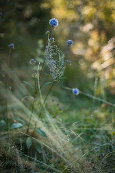 Pionowa Fotografia Naturalnego Dzikiego Kwiatu Niebieski Pąk Pajęczyna Nim Wiosenny — Zdjęcie stockowe