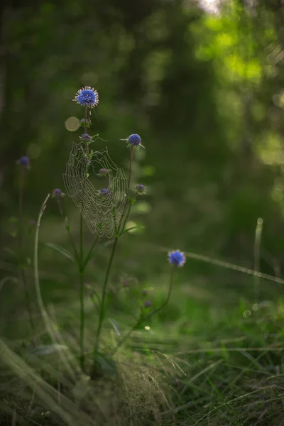 Вертикальная Фотография Естественного Дикого Цветка Голубой Бутон Паутина Нем Весенний — стоковое фото