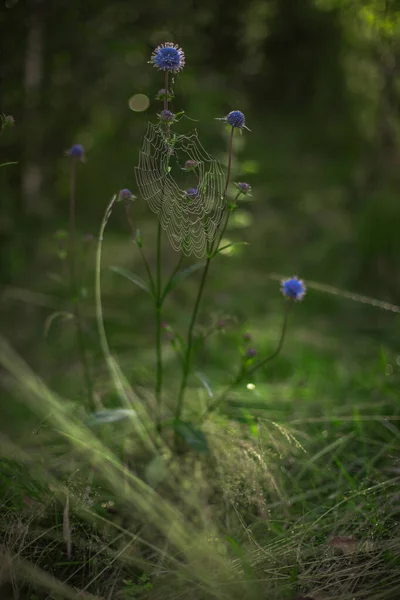 天然の野生の花青い蕾とクモの巣の垂直写真春の花の風景 — ストック写真