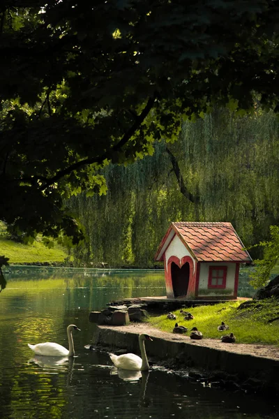 公园景观景观景观湖中天鹅的垂直摄影与鸟舍构图中心集中 阳光背景 — 图库照片