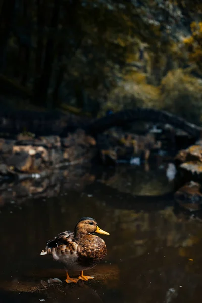 Duck Animal Park Vertical Photography Natural Environment Brown Colors Autumn — Foto de Stock