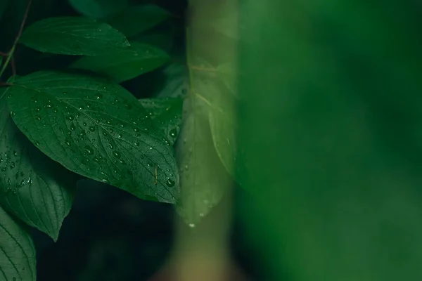 Floral Background Foliage Leaves Dew Water Drops Natural Wallpaper Concept — Foto de Stock