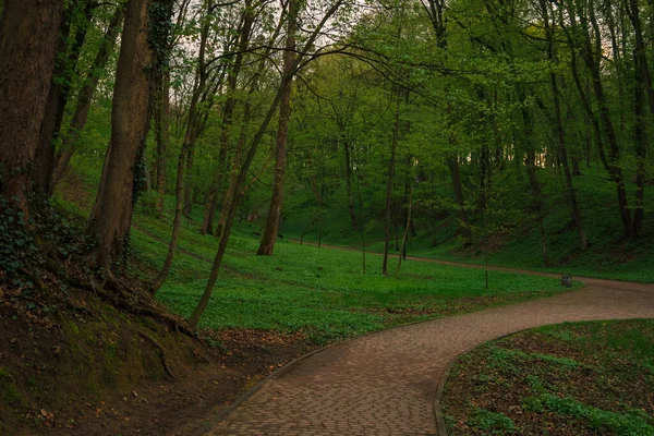 Common Park Trees Green Meadows Walking Space Trail — Fotografia de Stock