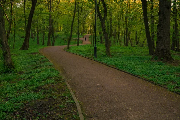 木や緑の牧草地に囲まれた公園歩道を歩くと — ストック写真