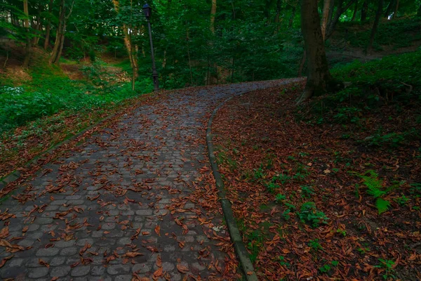 Vibrant Park Natural Beautiful Environment Space Tranquil Promenade Walking Landscape — Fotografia de Stock