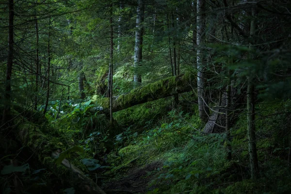 Mystischer Waldpark Mit Gefällten Bäumen Und Dunkelgrünen Farben Überall Atmosphärischer — Stockfoto