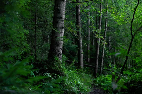Βαθύ Κυκλοθυμικό Ατμοσφαιρικό Δάσος Ζωηρό Πράσινο Χρώμα Δέντρα Και Βρύα — Φωτογραφία Αρχείου