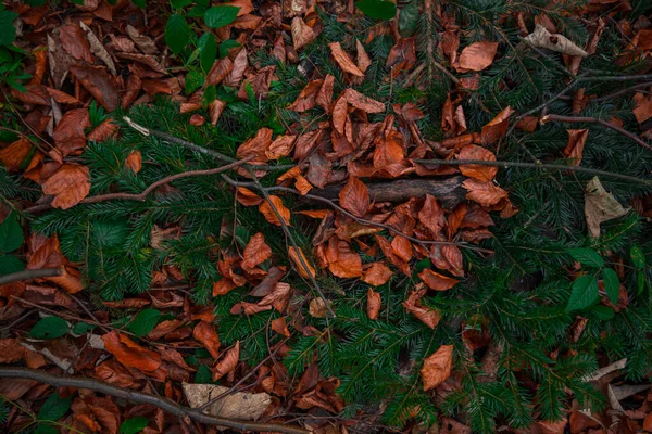 Autumn Falling Leaves Background Natural Evergreen North Forest Environment — 图库照片