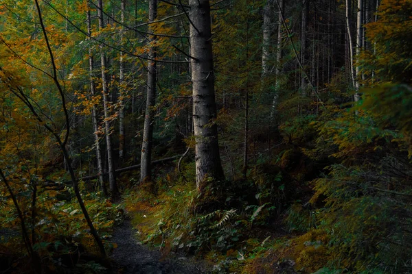 Beautiful Picturesque Autumn Forest Natural Environment Fresh Space Rain Time — Stock Photo, Image