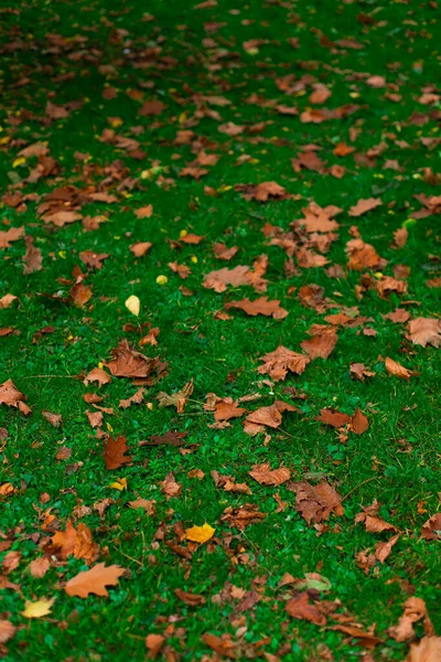 Autumn Season Falling Leaves Green Grass Vibrant Color End September — Foto de Stock