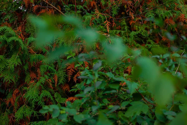 Autumn Green Brown Orange Foliage Natural Park Outdoor Background Scenic — Stockfoto