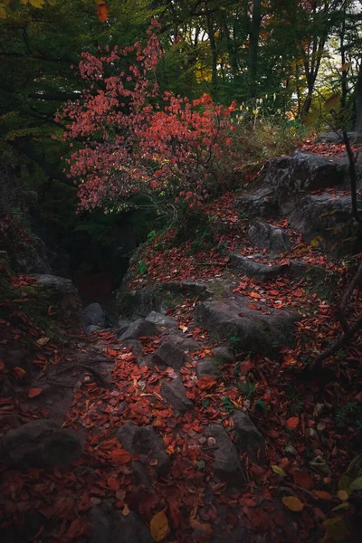 Dark Colorful Moody Forest Beautiful Landscape Rocks Stone Stairs Asian — Stockfoto