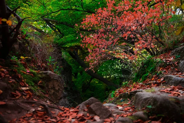 nature beauty enchanted forest picturesque view of rock top with stones and pink blooming tree in autumn end of September