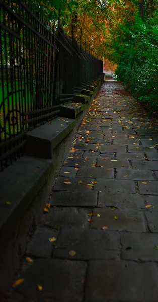 Autumn September Paved European Street Lviv Ukraine Falling Leaves Floor — Foto de Stock