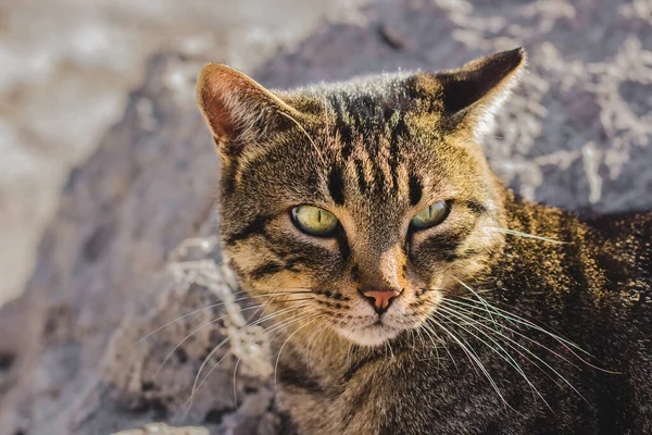 Безпритульний Вуличний Кіт Звичайний Портрет Фото — стокове фото