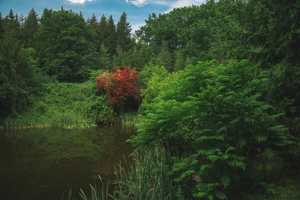 park outdoor natural parkland landscape with lake blurred green foliage foreground and focus on red blossom tree on background space