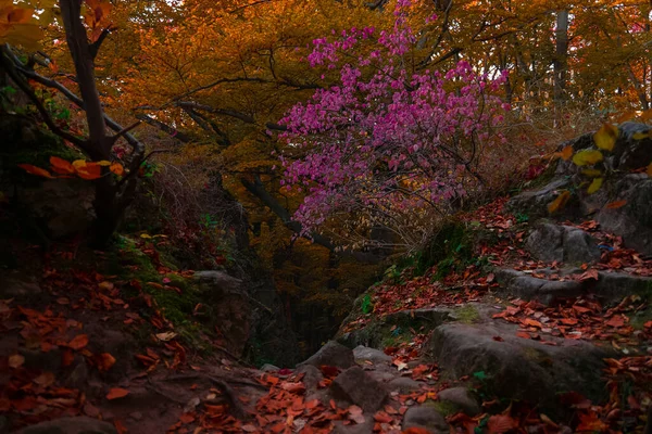 fabulous forest autumn aesthetic atmosphere of dusk lighting, brown and orange leaves, stone rocks and lonely pink blossom foliage of tree, soft focus on foreground space