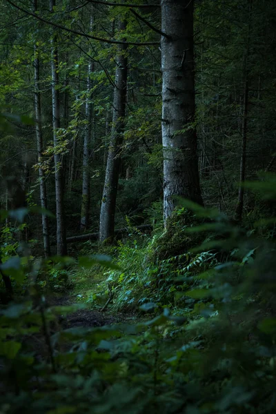 Wet Rainy Autumnal Forest Evergreen Foliage Moss Dusk Lighting Vertical — Stok fotoğraf