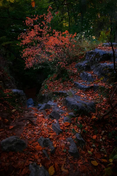 Enchanted Dusk Atmospheric Landscaped Forest Picturesque Autumn Environment Space Rocky — Stockfoto