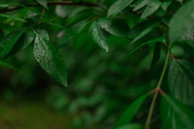 autumn rainy aesthetic close up photo of park outdoor foliage with water drops