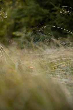 Örümcek ağı yumuşak odak sonbahar doğal dikey fotoğrafçılık Sarı ve şişmiş bitki çevresi