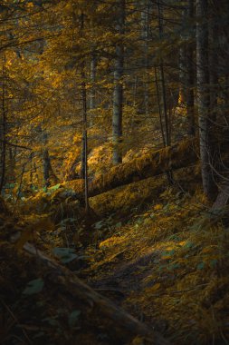 Sonbahar ormanın derinliklerinde düşen ağaçlarla birlikte Ekim sonbahar mevsiminde sarı, turuncu ve kahverengi renklerin dikey doğal fotoğrafları.
