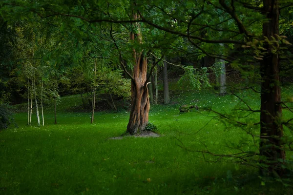 Betoverd Bos Lente Bossen Landschap Schilderachtig Uitzicht Groen Gras Weide — Stockfoto