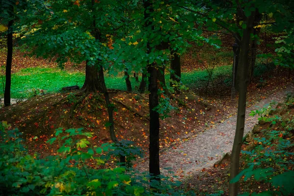 秋の公園風景写真の外には 地面にオレンジと茶色の色を持つ自然 緑の葉の木の環境を歩くための舗装された孤独な歩道 — ストック写真