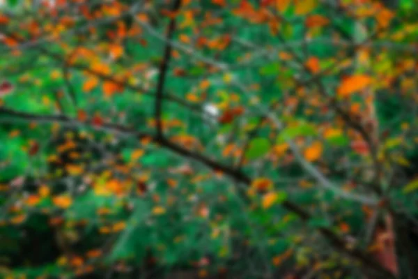 Unkonzentrierte Unscharfe Konzept Der Herbst Baum Laub Bild Mit Lebendigen — Stockfoto