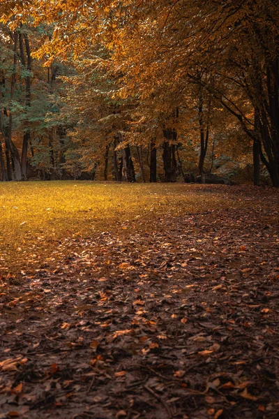 autumn peaceful aesthetic atmosphere of vertical photography with woods environment space trees around small glade, vibrant orange color