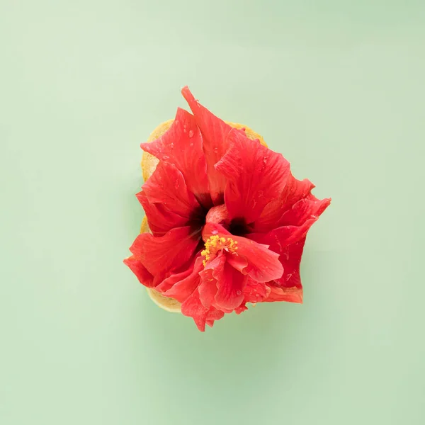 Red hibiscus on a piece of bread on pastel green background,flat lay