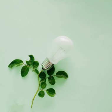 Pastel yeşil arka planda çiçek yerine ampulü olan bir gül dalı, düz yatıyordu.