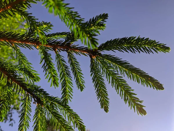 Mavi gökyüzüne karşı iğneli kozalaklı dallar