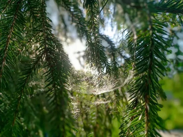 Spruce dalları arasında örümcek ağı (örümcek ağı). Kozalaklı dallar arasında gün batımı
