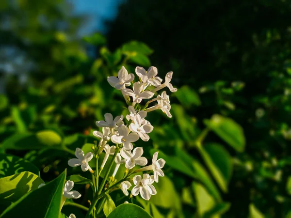 Blooming white lilac flowers. Blossom white syringa. Blooming flowers of white lilac on a branch with green leaves