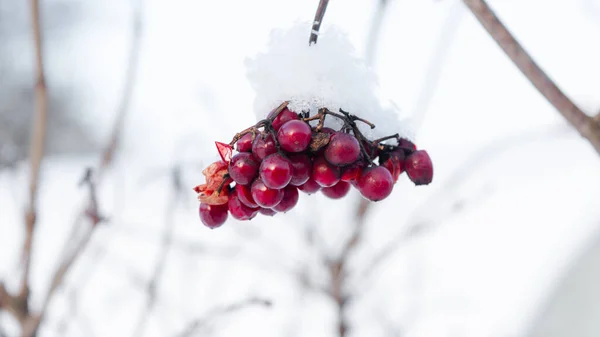 Viburnum Berry Invierno Ramo Bayas Viburnum Rojo — Foto de Stock