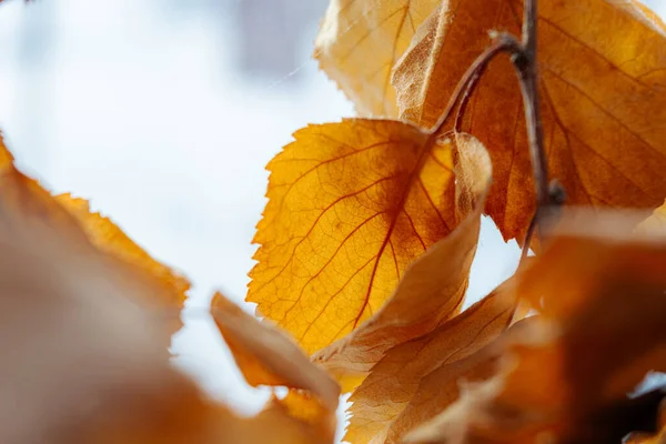 Kuru sonbahar huş yaprakları. Sonbahar mevsiminde sarı yaprak.