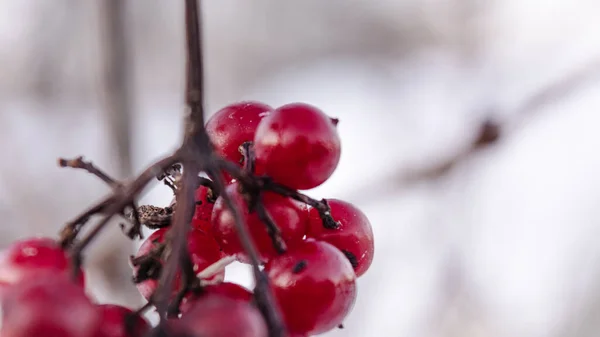 Banda Červených Viburnum Bobulí Zavřít Selektivní Zaměření — Stock fotografie