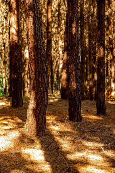 Reforestación Pinus Elliot Dentro Una Granja Luz Del Sol Final —  Fotos de Stock