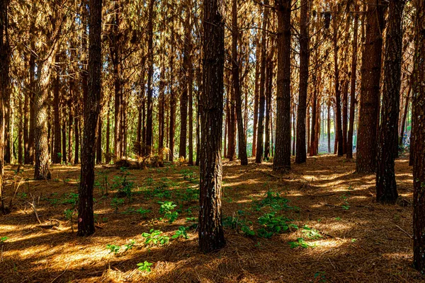 Reflorestação Pinus Elliot Dentro Uma Fazenda Luz Sol Final Tarde — Fotografia de Stock