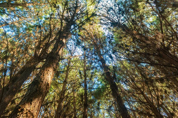 Reflorestação Pinus Elliot Dentro Uma Fazenda Luz Sol Final Tarde — Fotografia de Stock