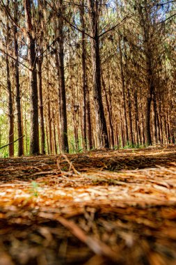 Bir çiftlikte Pinus Elliot 'un yeniden ağaçlandırılması. Öğleden sonra güneş ışığı dallardan süzülüp birkaç gölge ve büyüleyici bir manzara oluşturur..