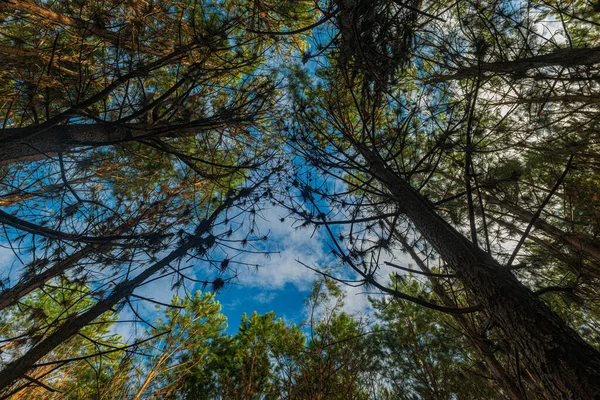 Reforestación Pinus Elliot Dentro Una Granja Luz Del Sol Final —  Fotos de Stock