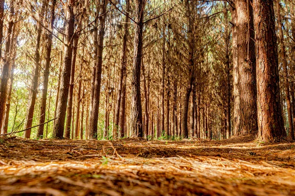 Wiederaufforstung Von Pinus Elliot Einem Bauernhof Das Sonnenlicht Späten Nachmittag — Stockfoto