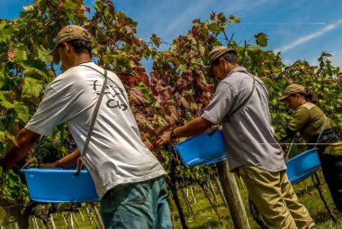 Cabernet Sauvignon üzümlerini hasat eden çiftçi, Santa Catarina 'da bir üzüm bağında - Brezilya