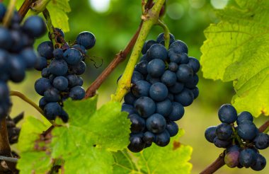 Sarmaşıkta asılı bir demet Cabernet Sauvignon üzümü