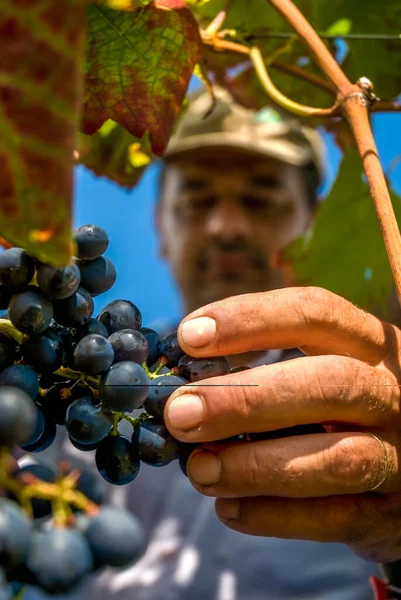 Agricultor Que Colhe Uvas Cabernet Sauvignon Vinha Uma Vinha Santa — Fotografia de Stock