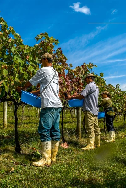 Farmer Harvesting Cabernet Sauvignon Grapes Vine Vineyard Santa Catarina Brazil — Stock Photo, Image